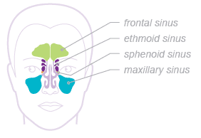 Sinuses